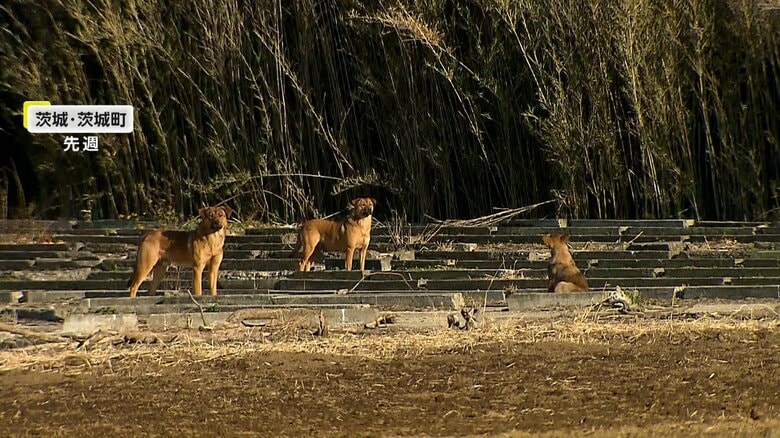 【独自】「いつ噛まれるか…」減ったはずの野犬が「また増えた」　取材中に“野犬の親子”遭遇も　住民に不安広がる　茨城・茨城町｜FNNプライムオンライン