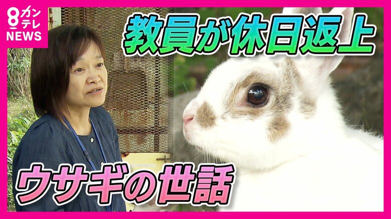 夏休み『ウサギの世話』は誰が？　これまでは教員の“ボランティア”　動物病院でウサギ預かり「働き方と動物飼育」問題解決できるか｜FNNプライムオンライン