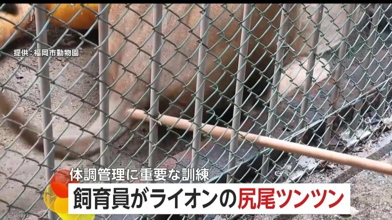 いたずら？ライオンの尻尾を飼育員がツンツン！実は体調管理に重要な採血トレーニング…訓練の結果は？　福岡市動物園｜FNNプライムオンライン