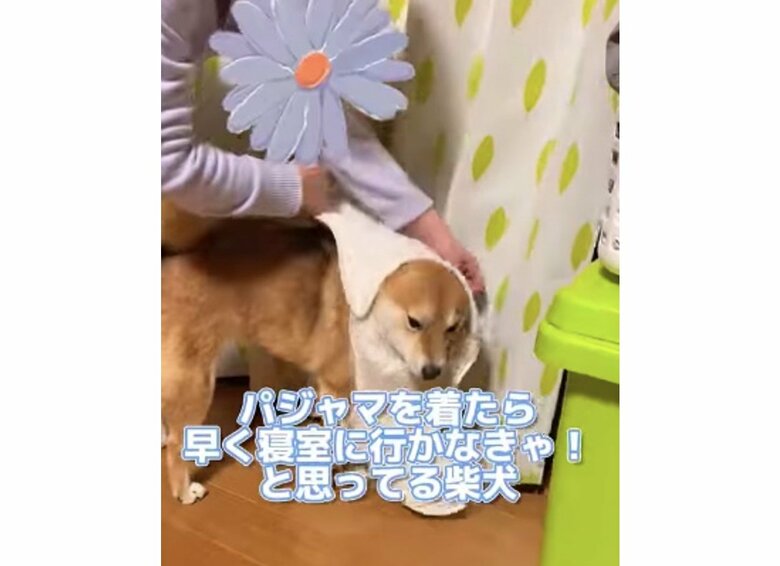 提供:shiba_mugi_さん