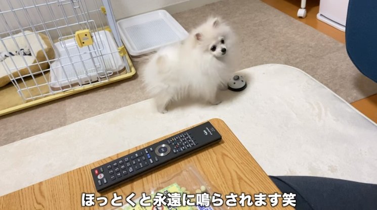 YouTubeチャンネル「ポメラニアンのペコ」より