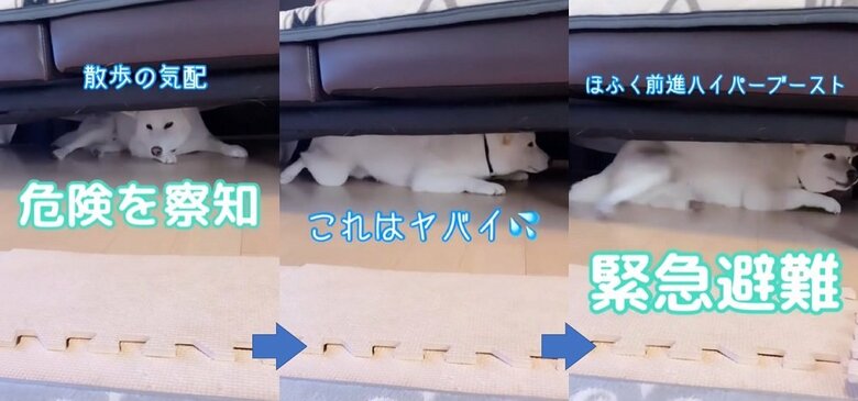 散歩が嫌いでソファ下に逃げ込むだい吉くん。散歩前の普段の攻防戦の様子