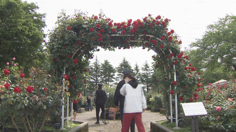 金沢市のバラ園