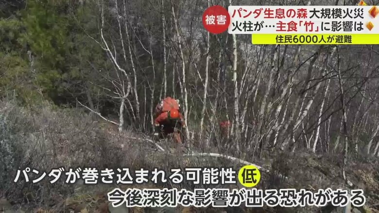 ジャイアントパンダの生態にくわしい梶原裕美子さん談