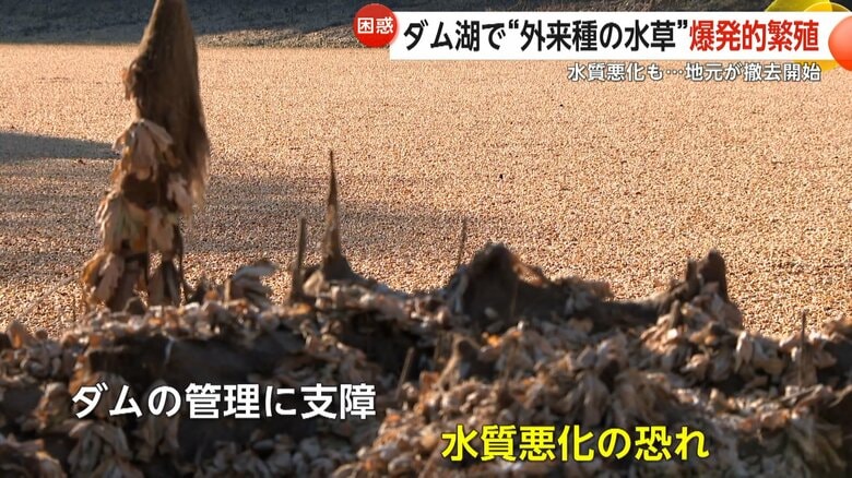 水草に覆われる野尻湖