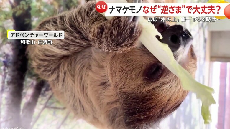 外敵から身を守るために一生のほとんどを木の上で過ごすナマケモノ