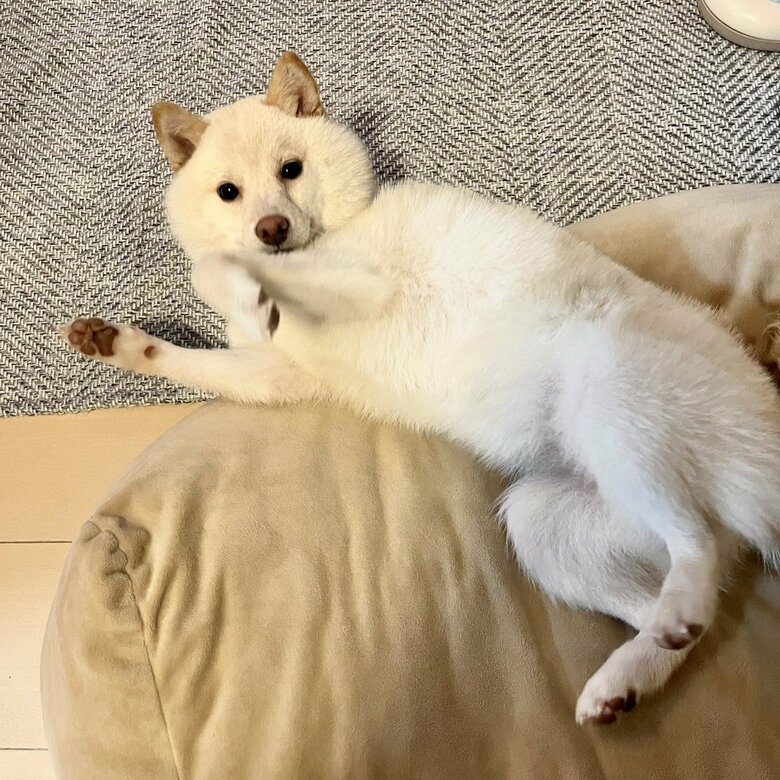 餅子ちゃん