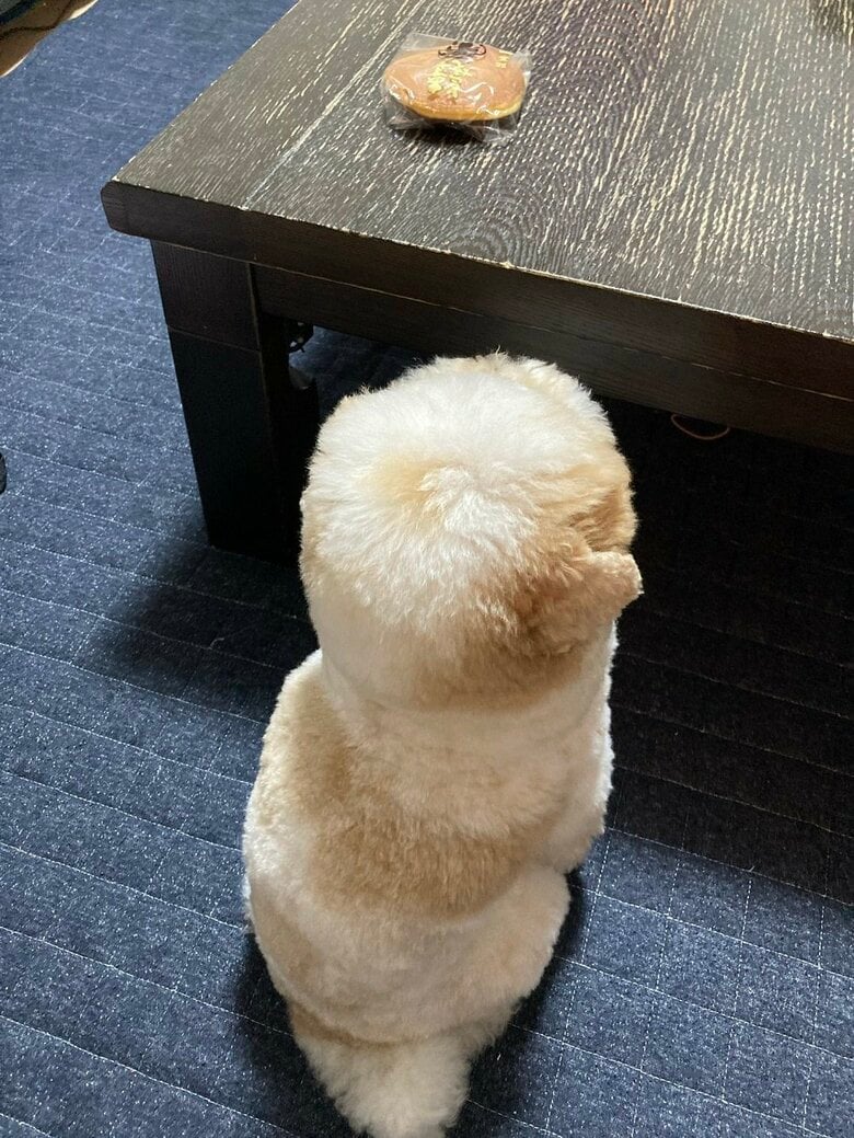 テーブルの上のどら焼きを狙う