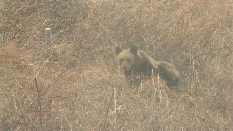 3月に北海道・乙部町に出没したクマ