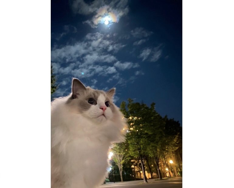 お月見を楽しむロイくん（提供：ロイくん@roy201108さん）