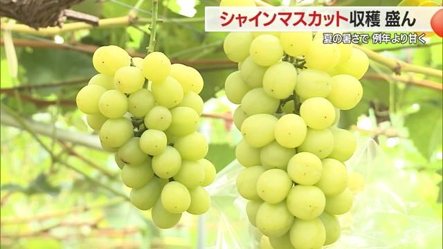 土屋さんは「粒が小さい」と言うが、菅原アナには十分大きく食べ応えもあったそう