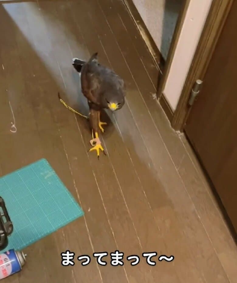 まって～　後を追いかけてくる