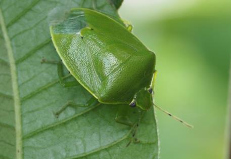 ツヤアオカメムシ　提供：兵庫県病害虫防除所