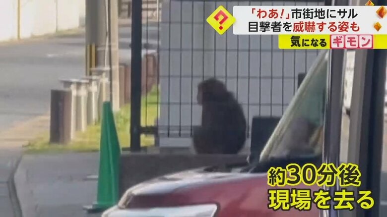 “はぐれザル”の可能性がある市街地に現れたサル