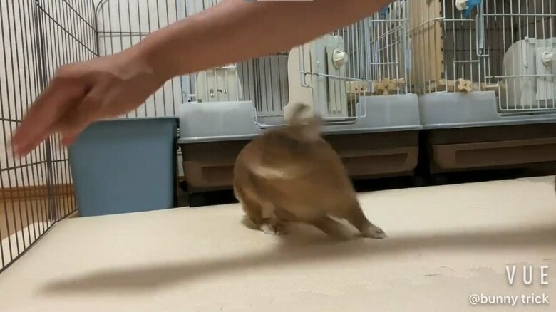 おまわり　飼い主さんが頭上でぐるっと腕を回すと…