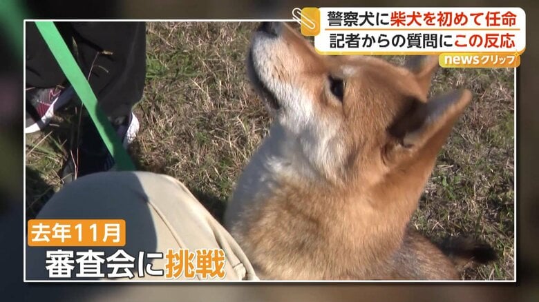 2025年11月、嘱託警察犬の審査会に挑戦し合格した「つぶ」