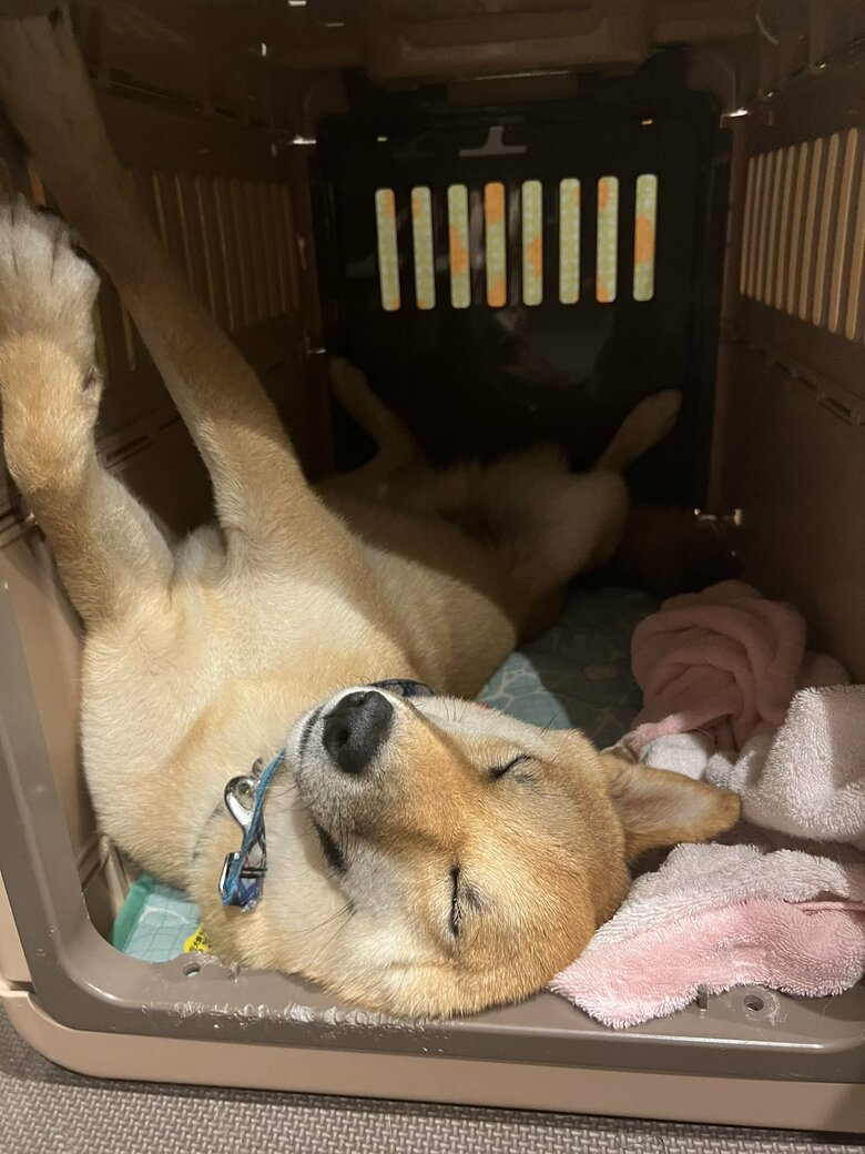 提供：柴犬まるやん日記さん