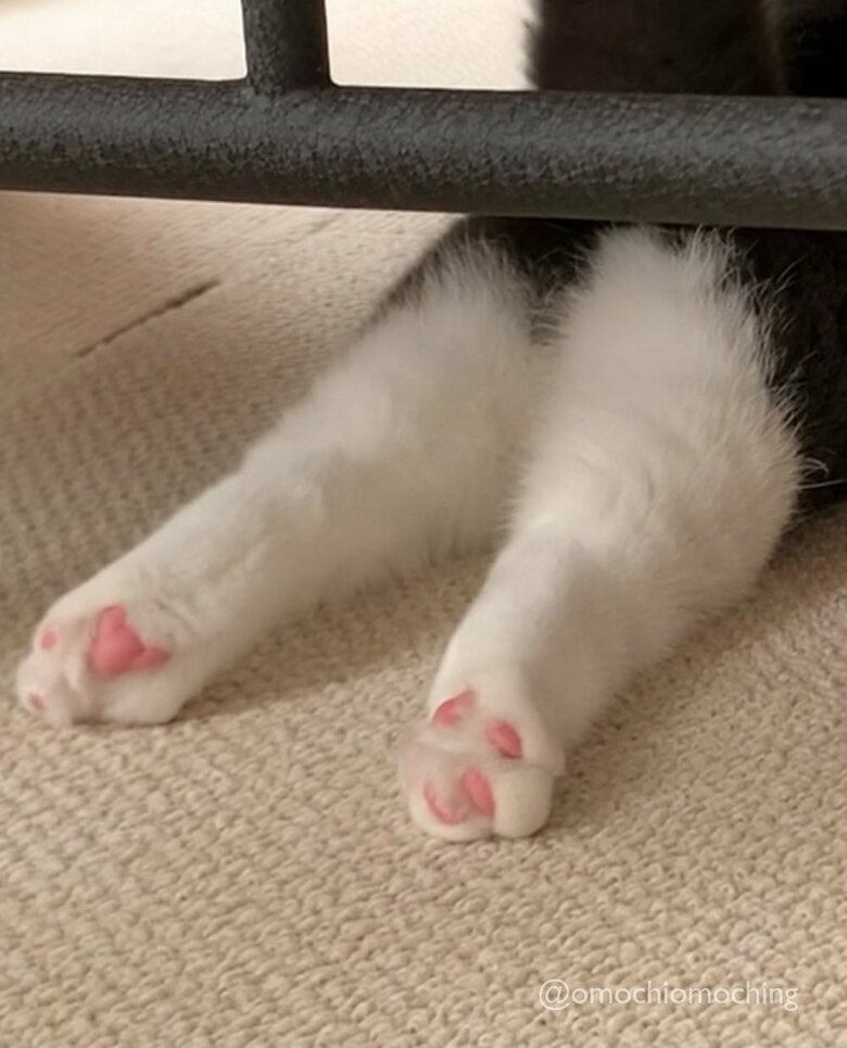 肉球がバッチリ見えて癒される