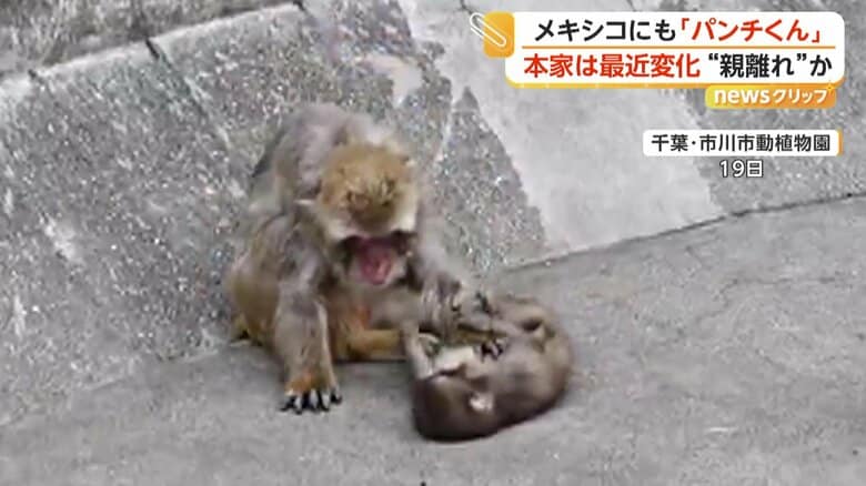 市川市動植物園にいる「パンチくん」