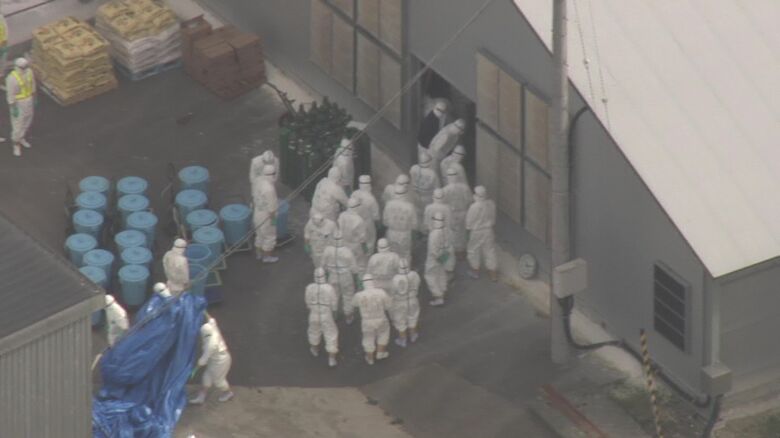 鳥インフルによるニワトリの死亡を受けて始まった殺処分