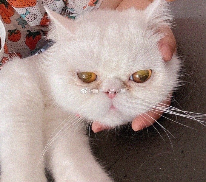 女性が飼っていた猫