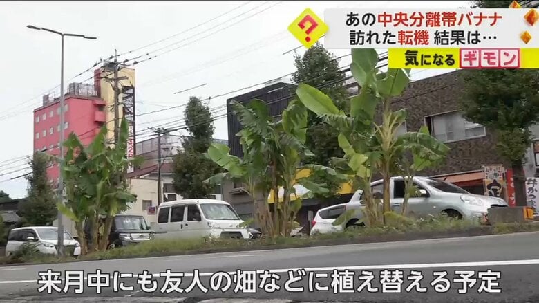 バナナは、男性の友人の畑などに植え替えられる予定だ