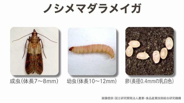 ノシメマダラメイガの成虫・幼虫・卵