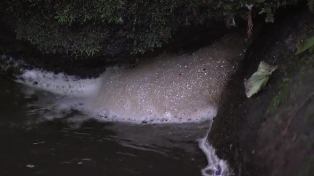 鮫川の上流部　戸草川で濁りや悪臭が問題に