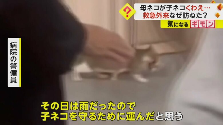 「雨だったため、子ネコを守るために病院に運んだ」と話す病院の警備員