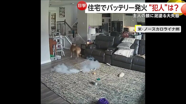 ご主人の顔に泥を塗るような大失態を演じてしまったコルトン