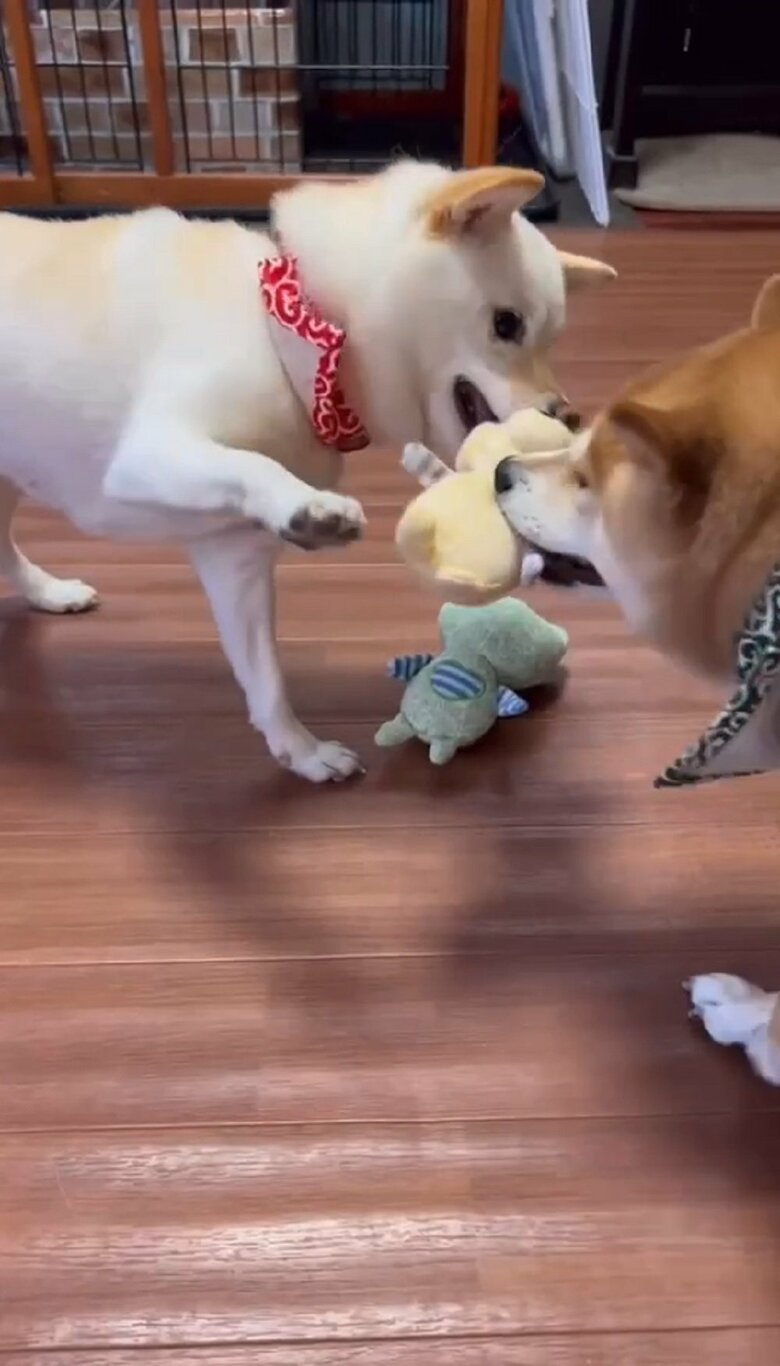 「豆千代くんが持っているおもちゃがいい！」と奪いにくるモチ代ちゃん