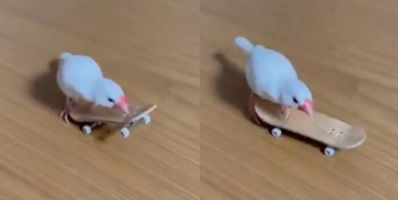 片輪を上げた体勢から戻すのにはくちばしを器用に使う（画像左→右：体勢を戻す様子）