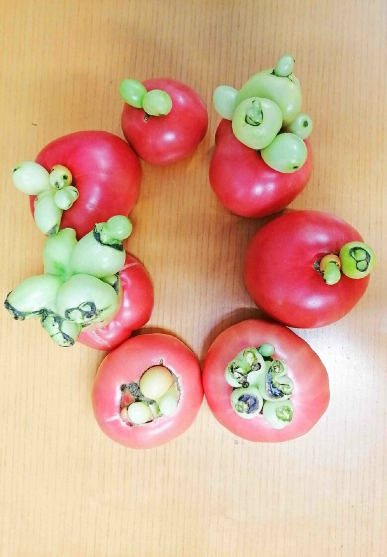 よく見ると、確かに緑は小さなトマト…