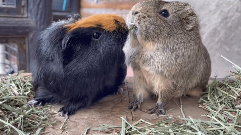 きのこちゃん（左）ともくちゃんの戦い