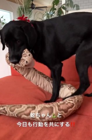 大きなヘビのぬいぐるみも大好き