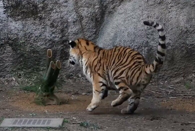 自分側に倒れてきた門松