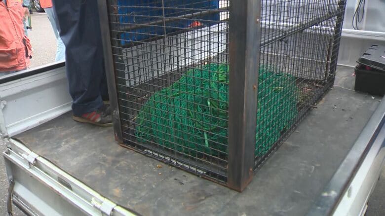 捕獲されたクマ