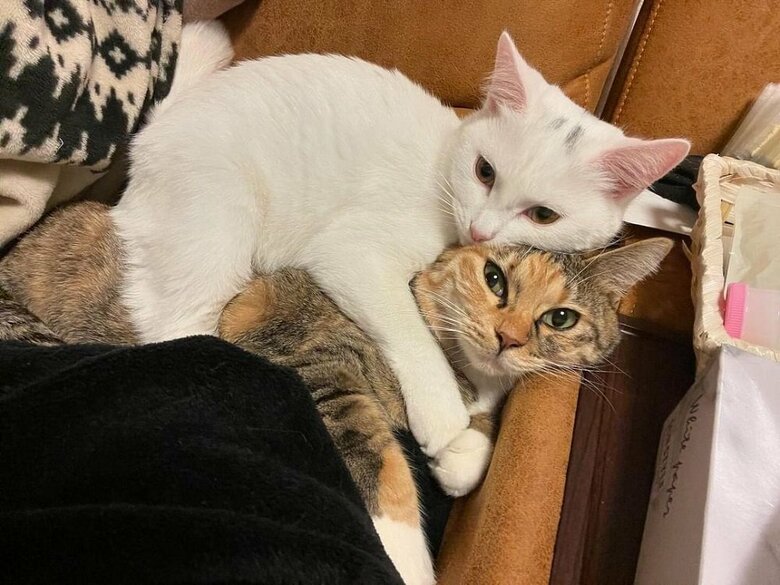 むぎちゃん（下）が大好きでくっついているうにちゃん（上）