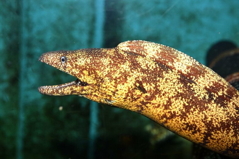 ウツボ（提供：すさみ町立エビとカニの水族館）
