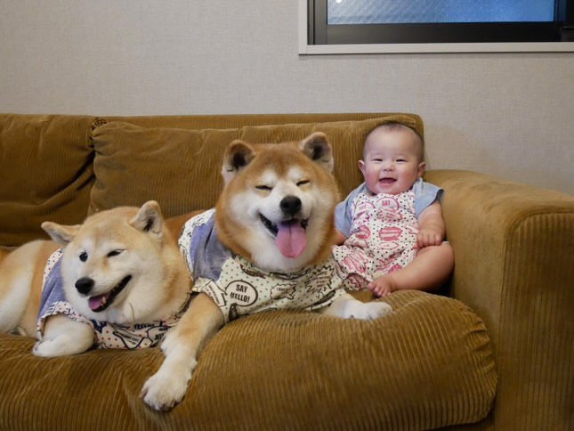 提供：飼い主さん（＠shibainu.berry）