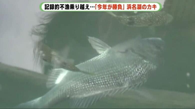 クロダイはカキの「天敵」