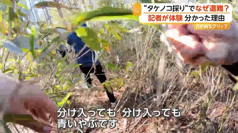 分け入っても分け入ってもつたが絡まる青いやぶ（北海道・北広島市）
