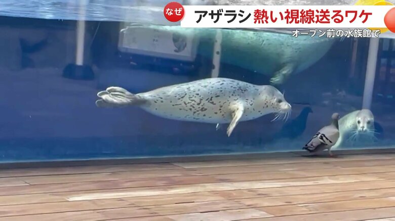 ハトを追いかける2匹のアザラシ（映像提供：上越市立水族博物館）