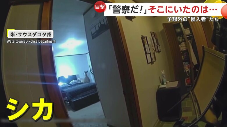 ドアを突き破った警察官の目の前に飛び込んできた「シカ」