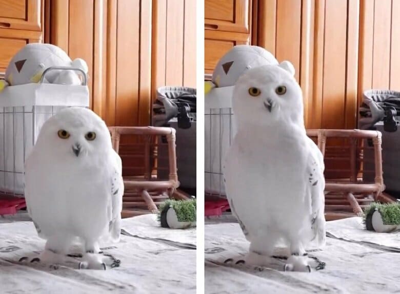 観察するためか伸び縮みしている様子