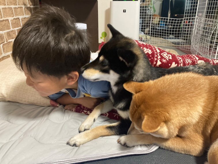 左：息子さん　中央：あんこちゃん　右：大福くん（提供：豆柴大福　黒柴あんこさん）