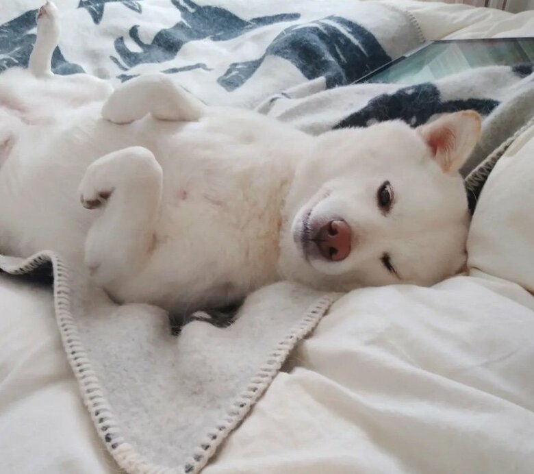 提供： kinako_kinakoさん