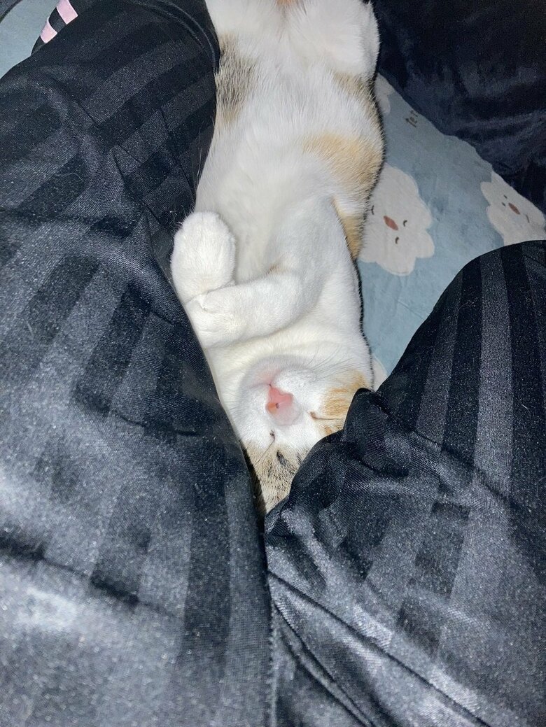 飼い主さんの股の間で寝るのが日課