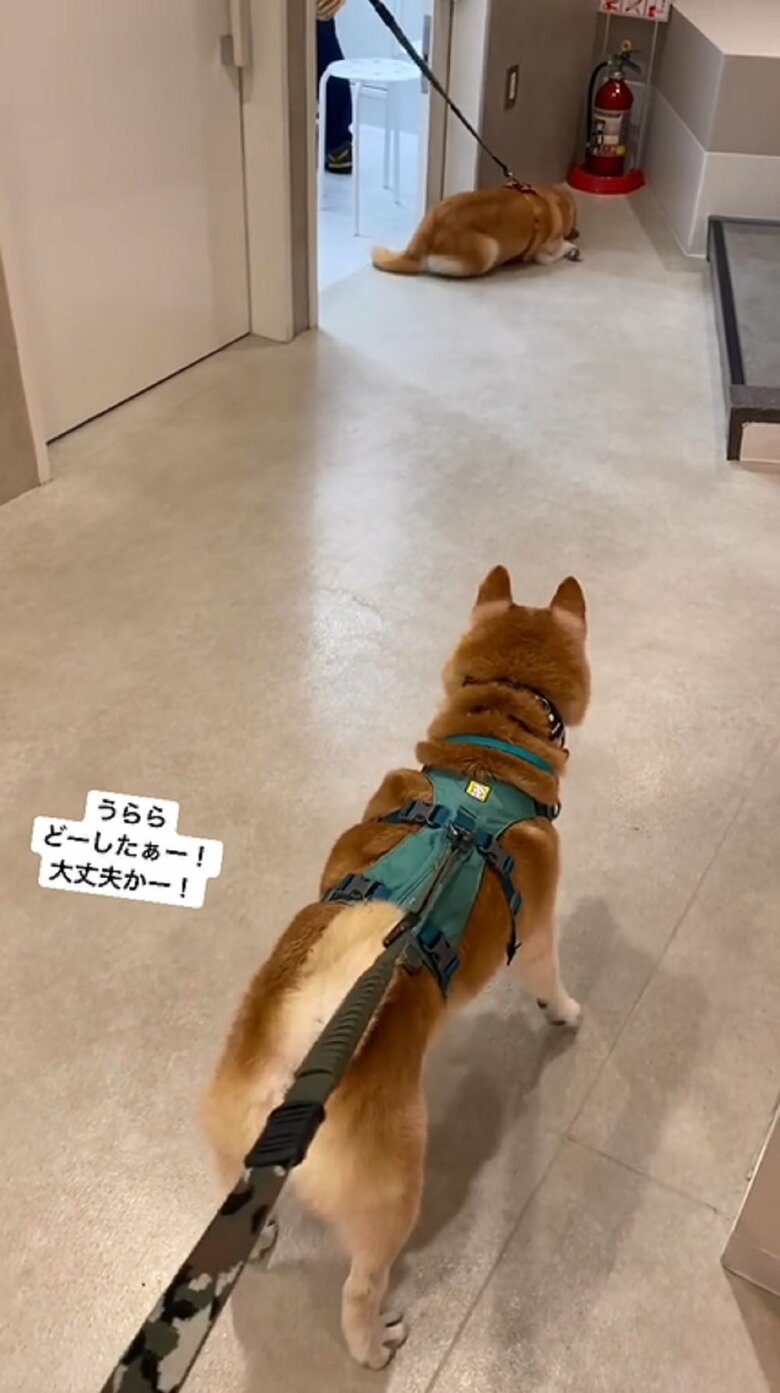 くねくねを続けるうららちゃん
