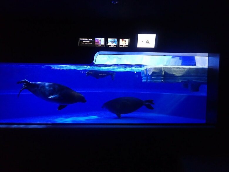 水槽正面（提供：サンシャイン水族館）